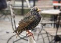 london starling